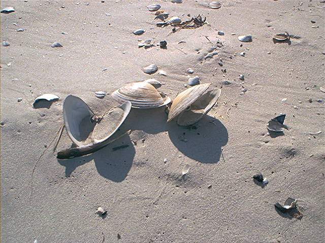 Steamers anyone? Island Beach State Park. Jan. 2002